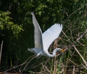 2016 06 11 WildLife MPLS 036